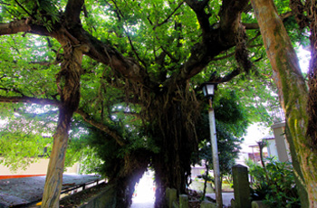 奈良尾神社・アコウ樹